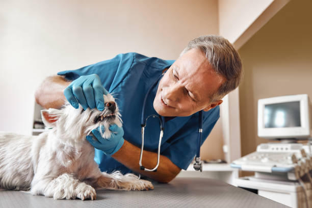 Best Dental Abscess Treatment in Denison, TX